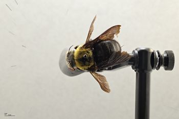 Media type: image;   Entomology 810842 Aspect: habitus dorsal view